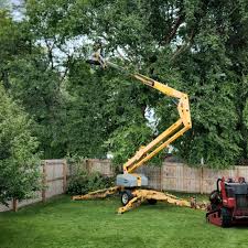 How Our Tree Care Process Works  in Parshall, ND